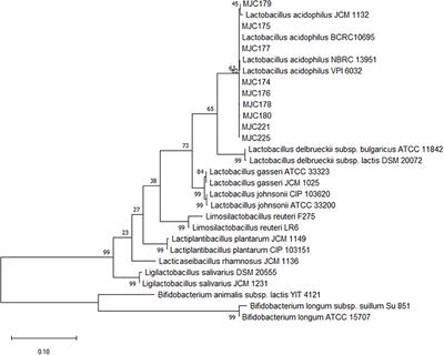 Lactobacillus acidophilus novel strain, MJCD175, as a potential probiotic for oral health in dogs